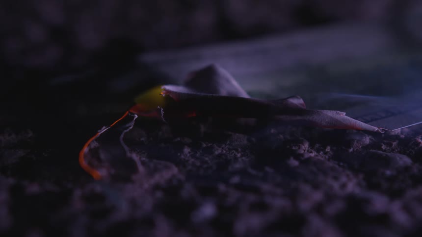 Smoke floating from a pile of ashes