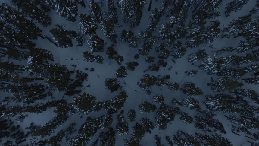 Birds eye view of trees in a snowy forest