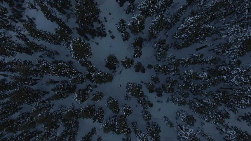 Trees in a snowy forest at night
