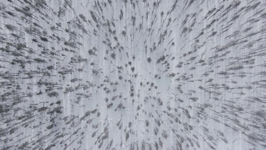 A snowy woodland from above during the day