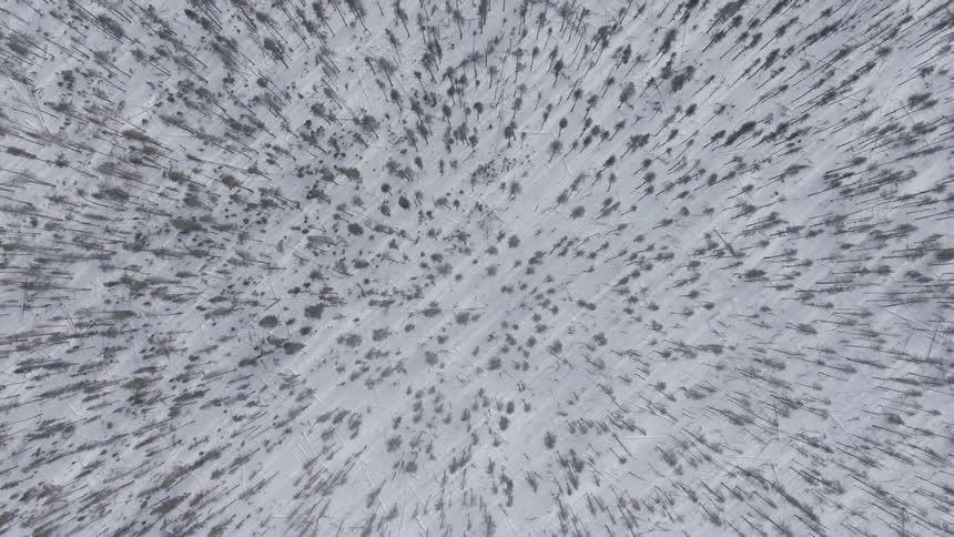An aerial view of a forest in winter is displayed