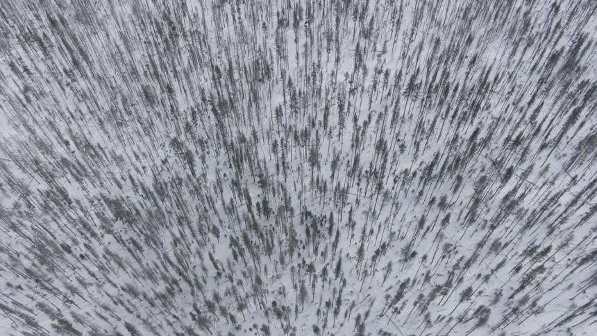 An aerial view of a forest in winter is displayed