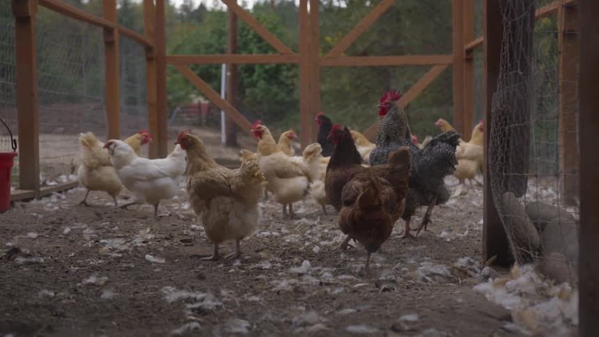 A coop surrounded by wire where chickens and a are kept