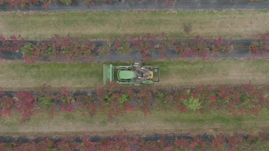 A man on a john deere tractor is going down a row between landscape fabric lined trees