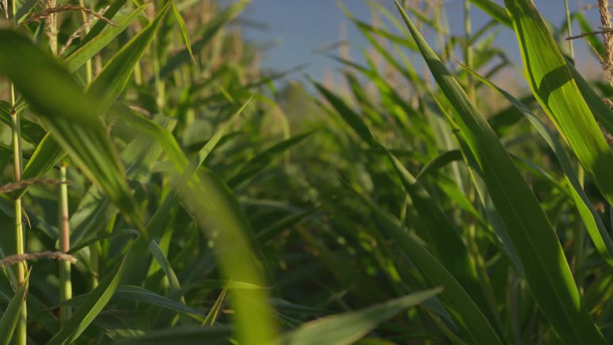 Stalks of corn in field