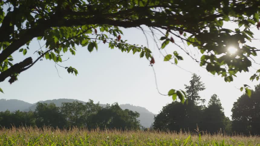 Trees sit next to a field on a sunny day