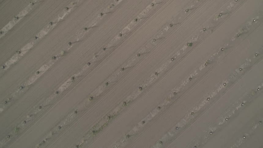 Parallel rows of raised lighter color dotted with shiny beads against slightly darker background