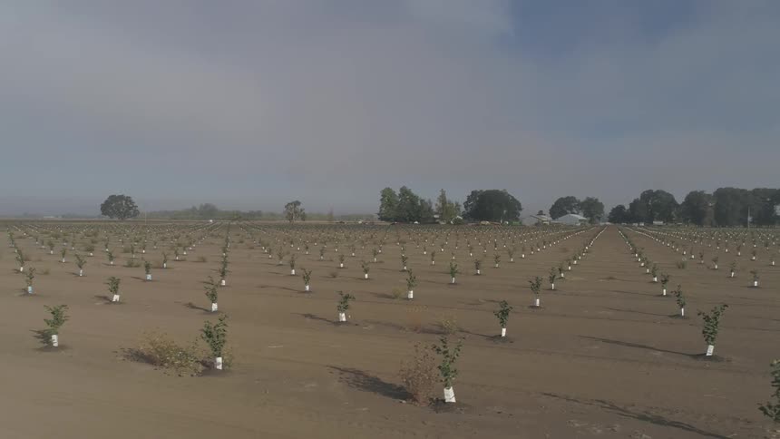 An orchard with plants and trees with the sky and clouds in the background