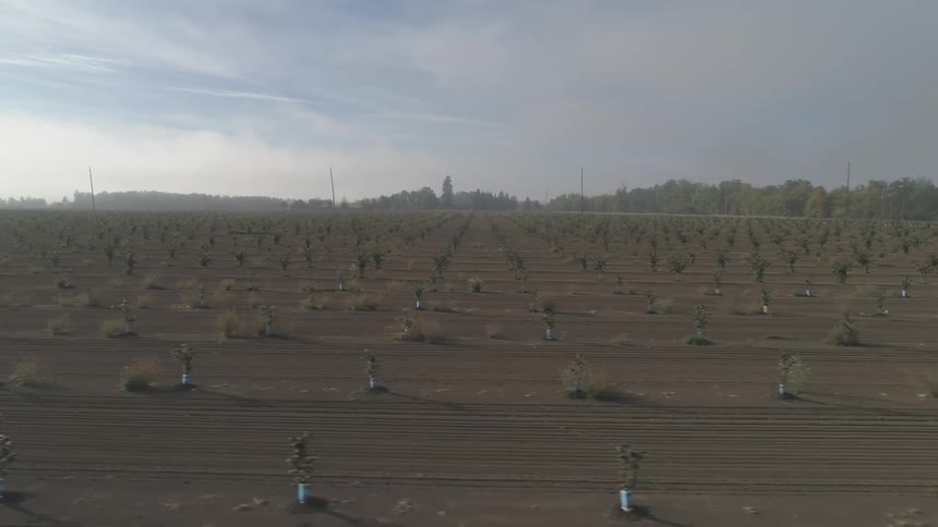 The fields are lined with small plants