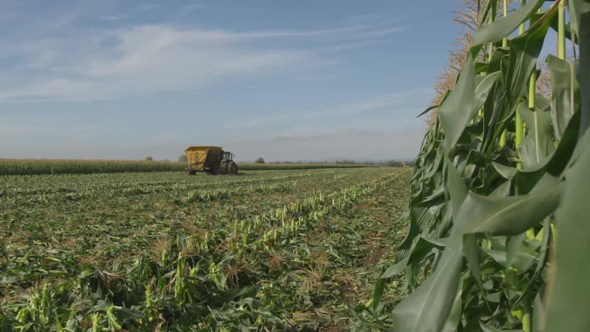 A truck drives past crops on a field