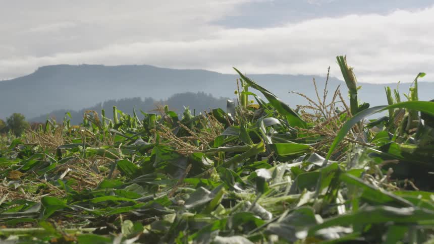 The leaves of culled crops cover a farm field