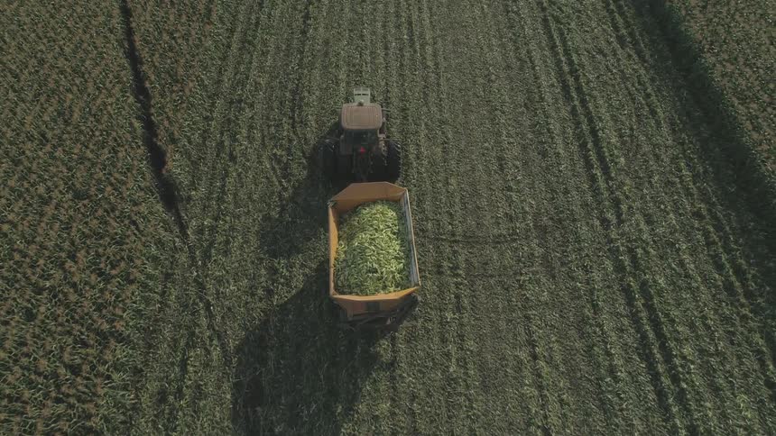 Tractor pulls a container filled with corn from the harvest on a field in a farm