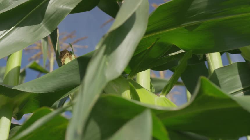 Stalks of corn in field
