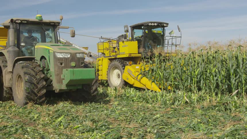 Yellow harvester picks up corn unloading it on a truck behind a green tractor on a field in a farm