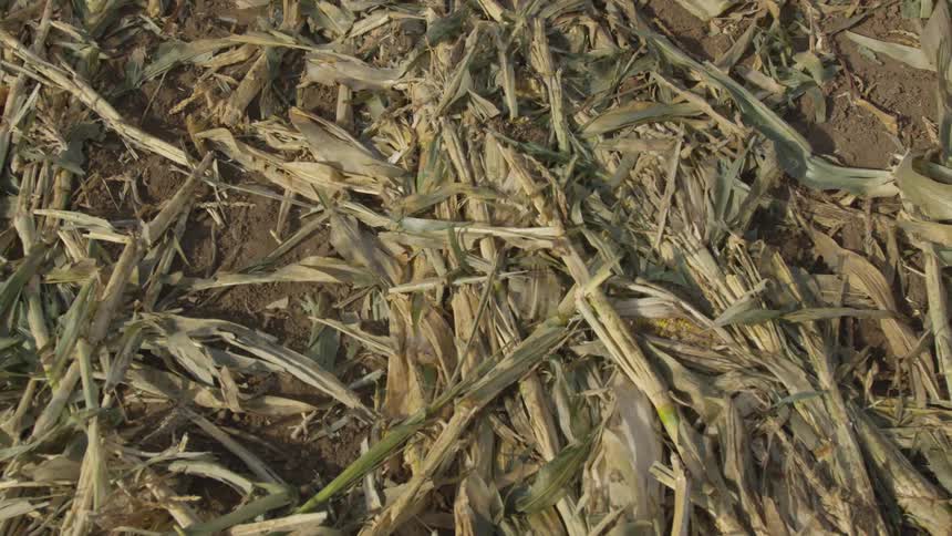 Corn stalks lay on ground after harvest
