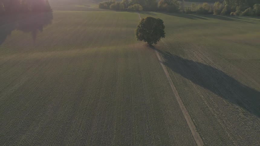 A path leading past a tree in a vast field on a sunny day