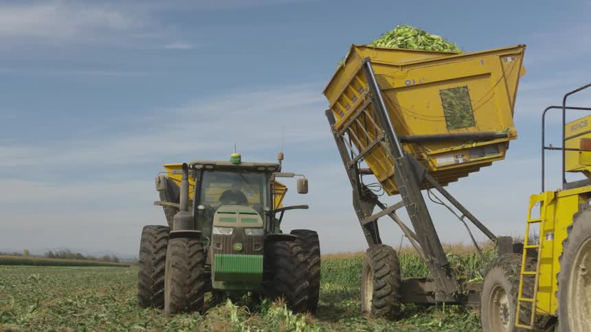 Farmer drives a tractor as he harvests the corn crop