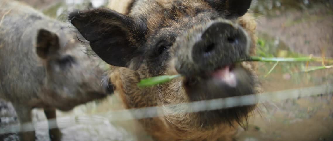 Pigs are on a farm and eating plants