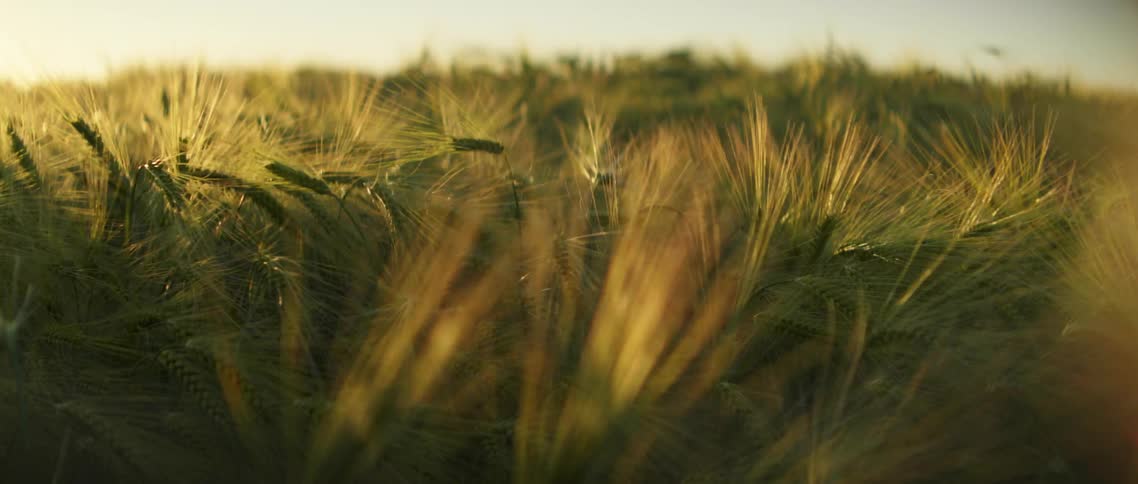 Green barley or wheat waves in slight breeze