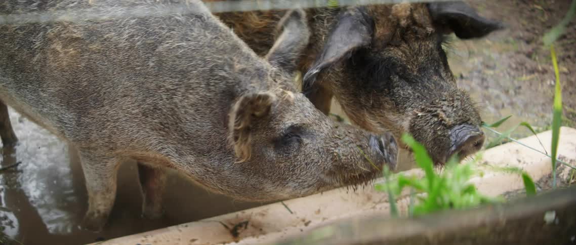 Pigs at feeding trough in mud