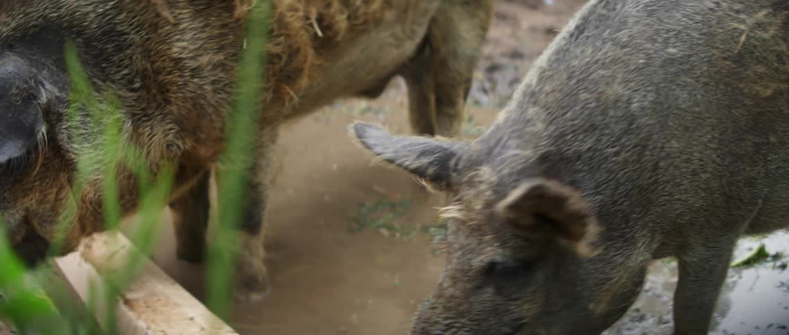 Two pigs eating grass while standing in a muddy puddle