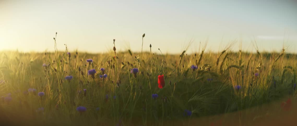 Red and violet wild flowers growin in the grass on the field at sunset