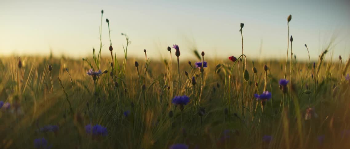 Flowers growing in a field