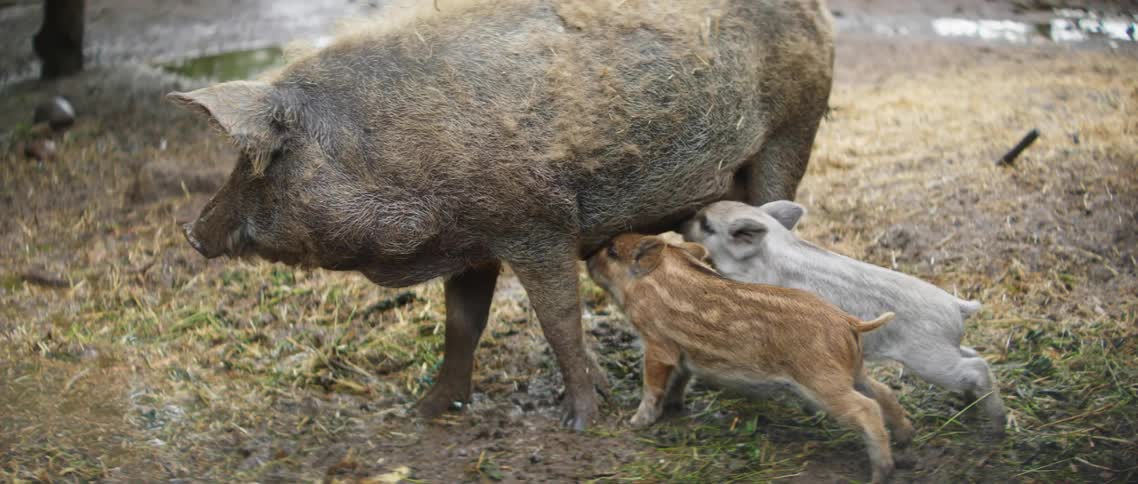 Two piglets nursing mother pig