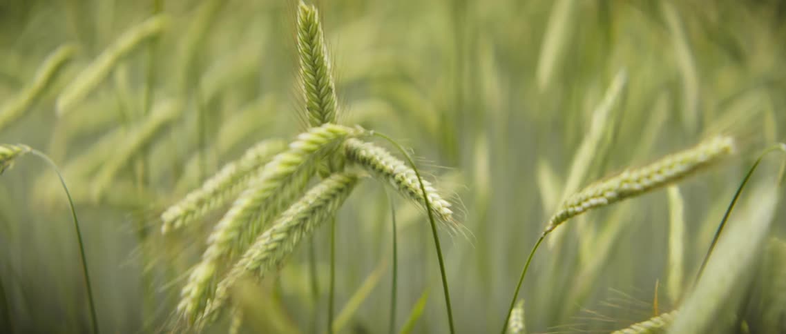 Grass is blowing in the wind