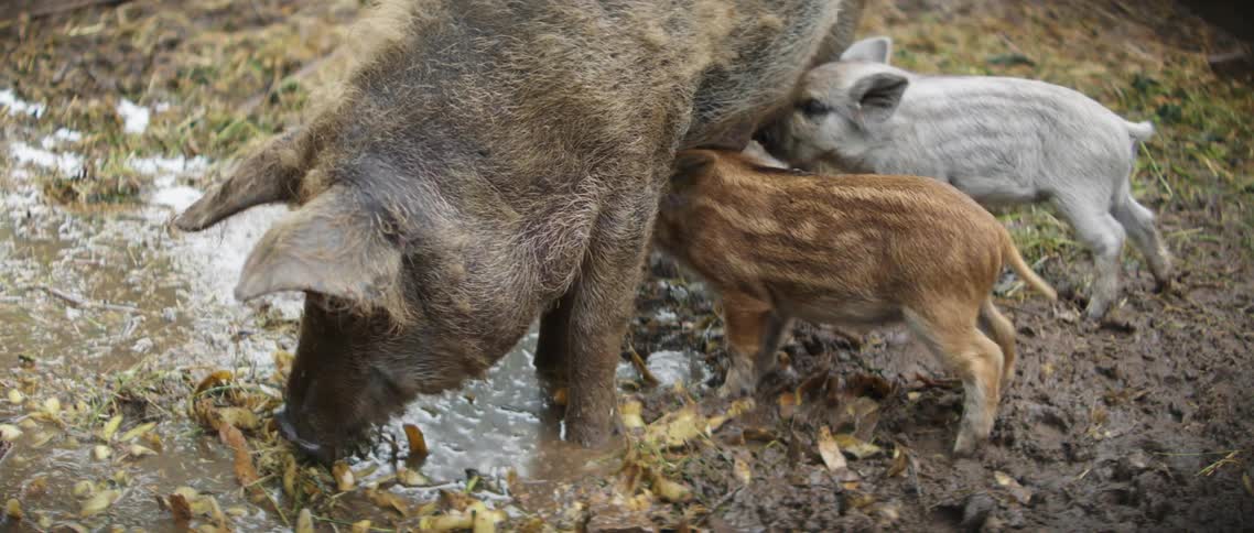 Two piglets feeding off their mom