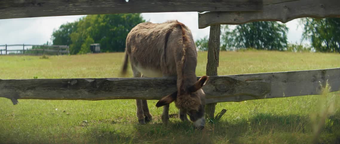 A donkey on a farm