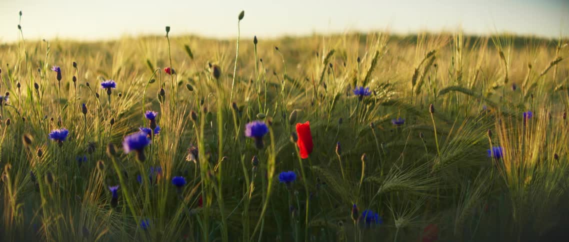 Flowers blooming in a field