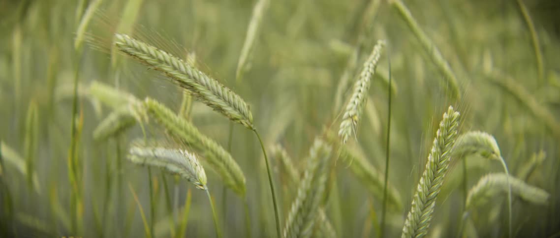 Green wheat sways in gentle breeze