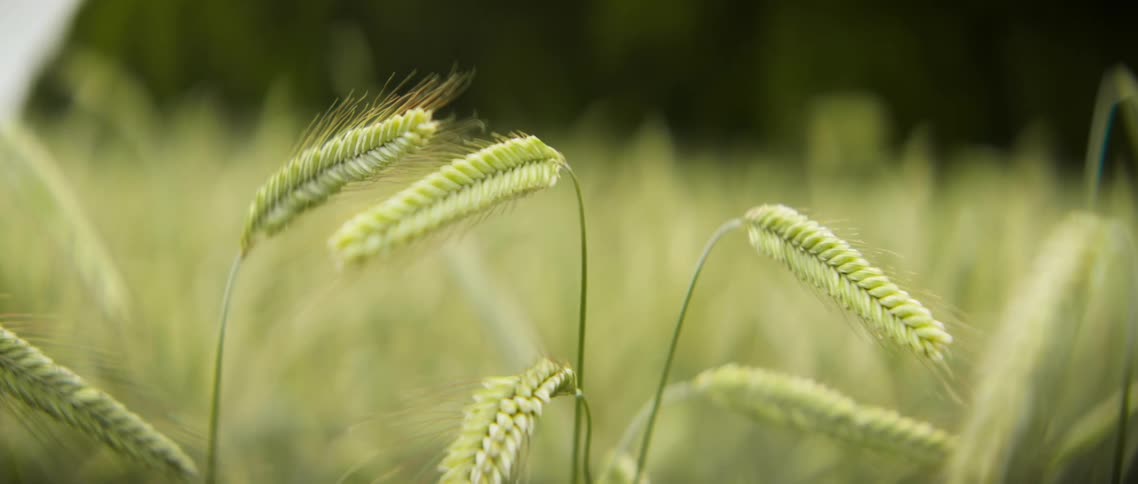 Wheat growing in a field