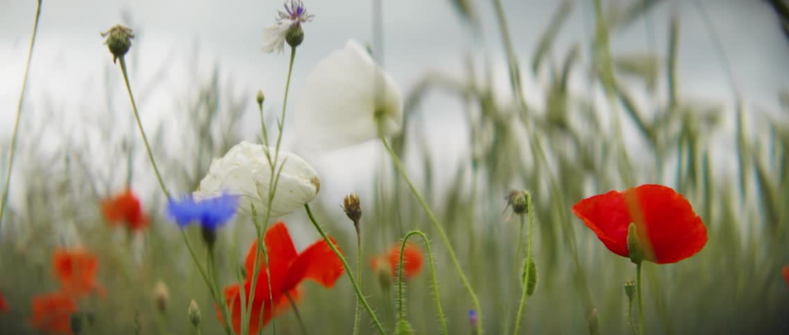 Flowers in a field