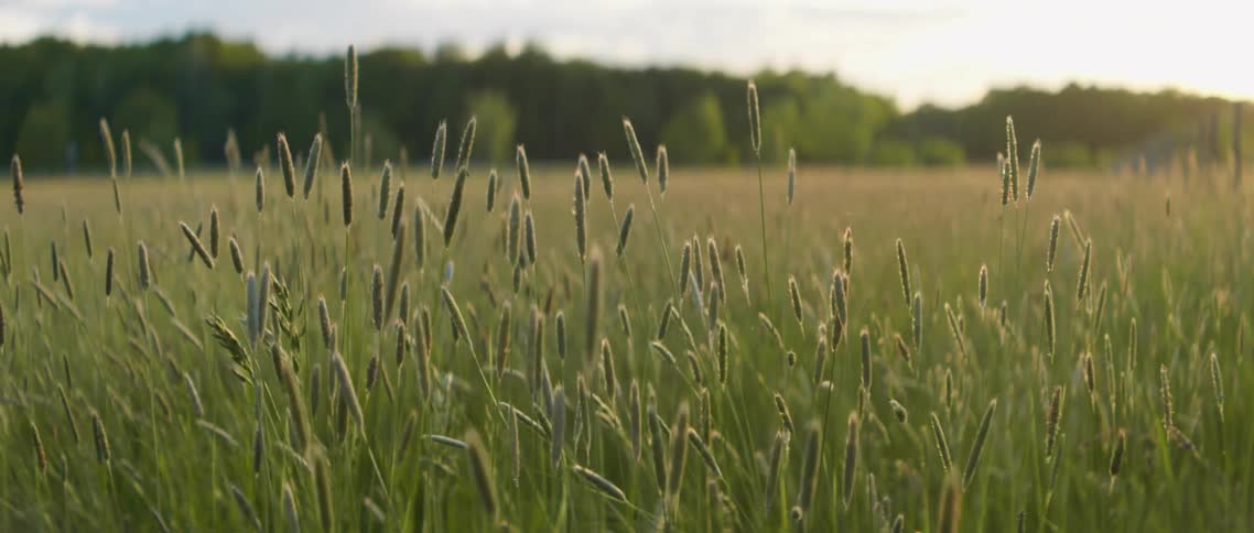 Wheat growing in a field
