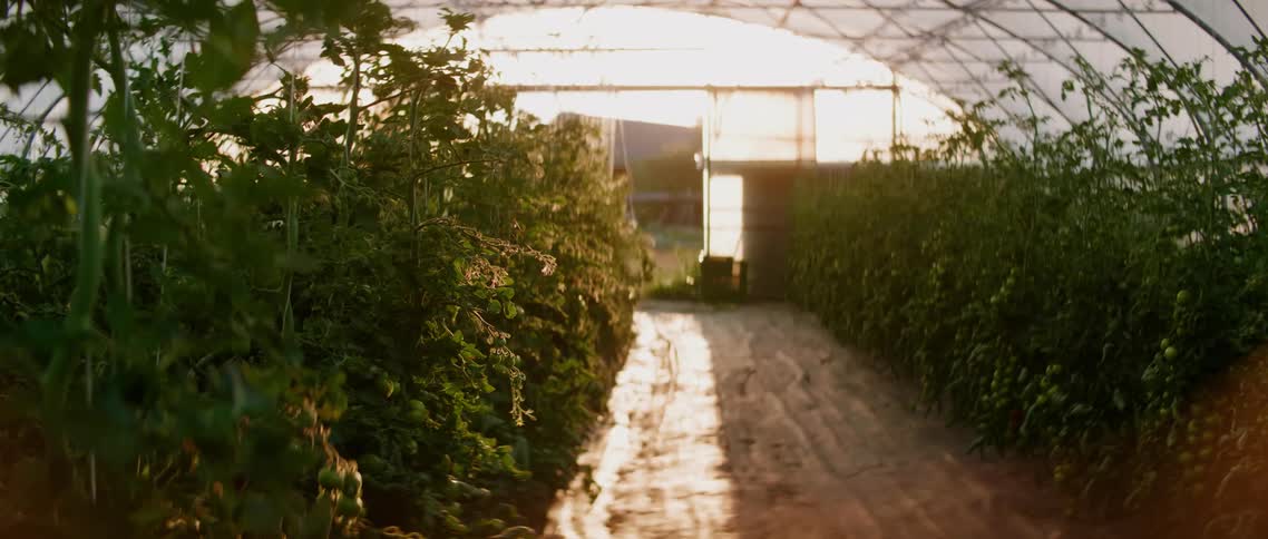 A greenhouse with plants stem and leaves with sunlight