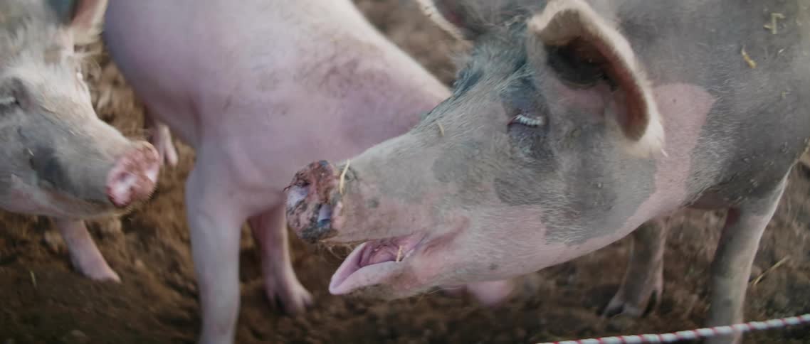 A group of pigs eat while standing together in the dirt near a rope fence