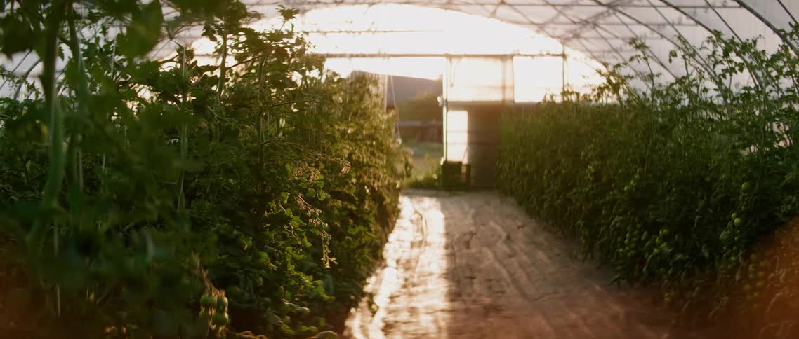 Interior of large greenhouse full of plants
