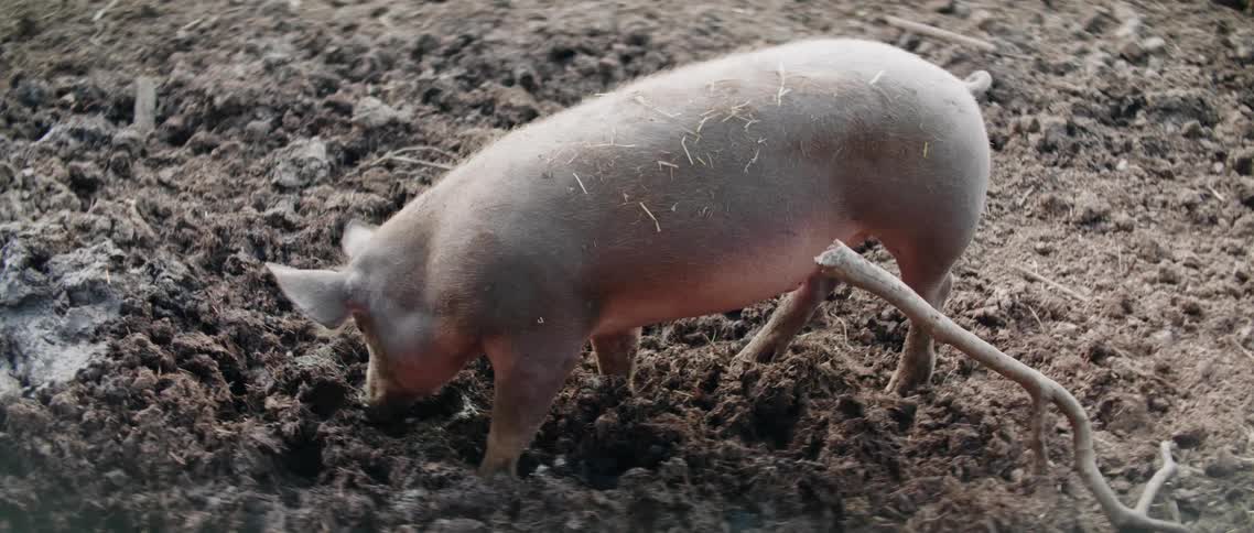 Pink pig looks for food in the mud on farm