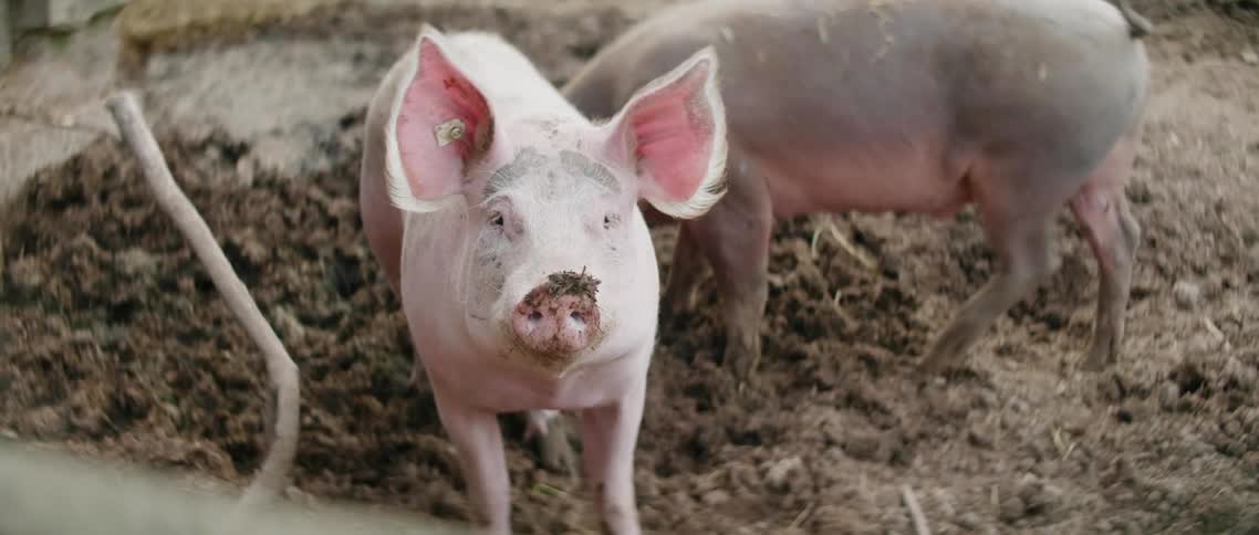 Two pigs in mud