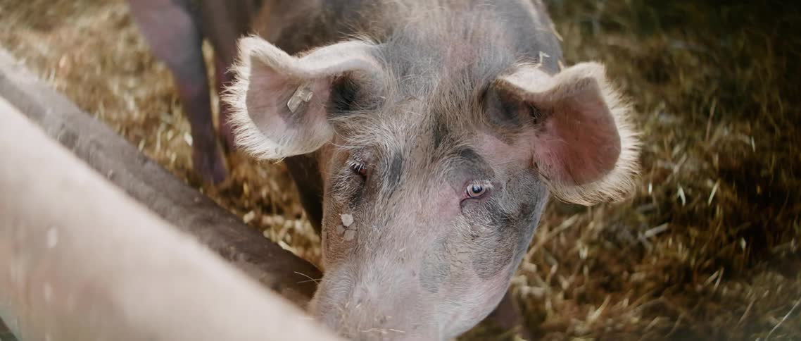 Two pigs in a pen on a farm