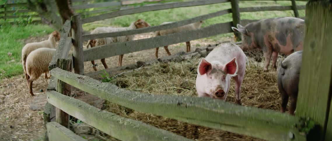 The goats watch the pigs in the pen