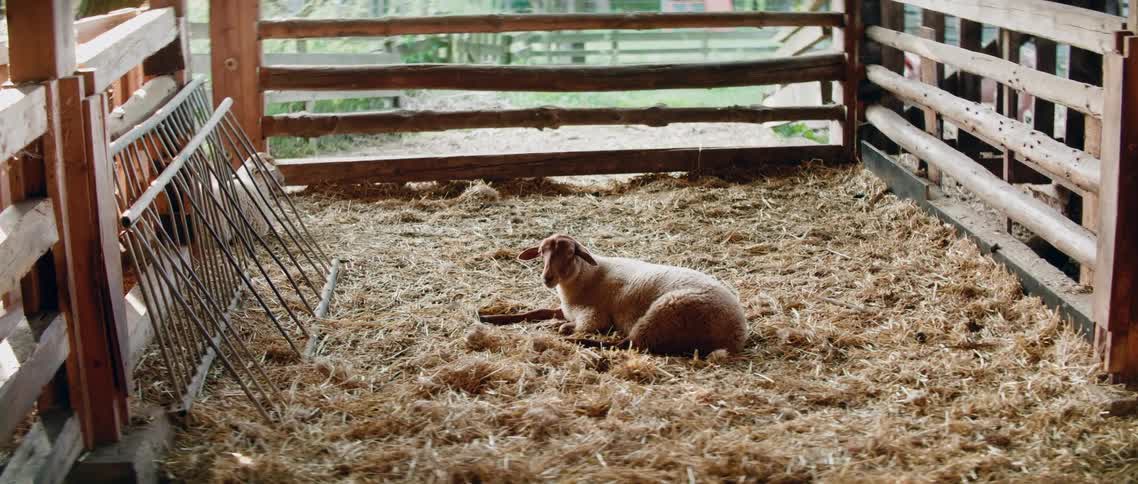 Sheep laying on hay in barn stall