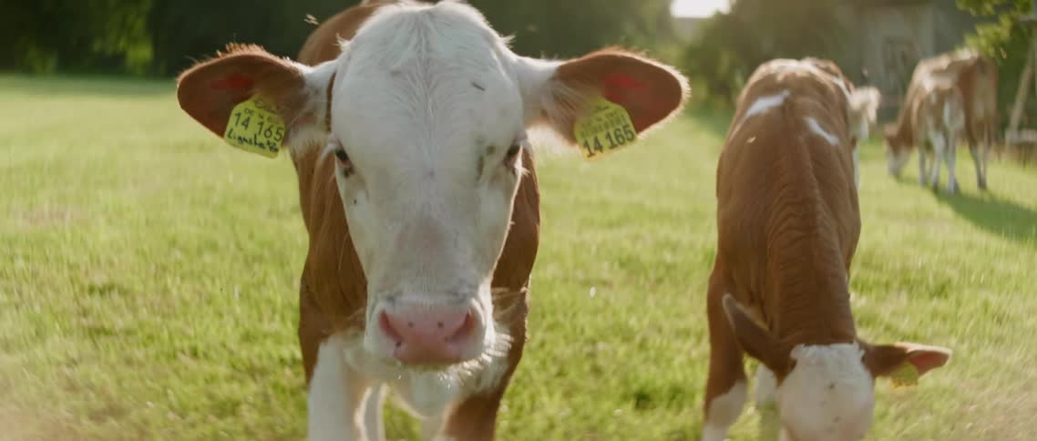 One of a group of cows grazing on a sunny day approaches the camera