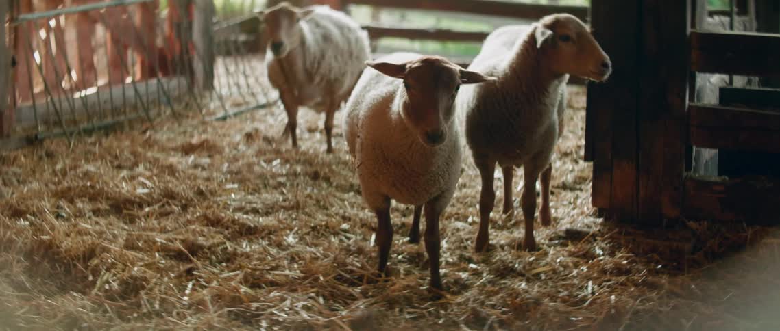 Sheep standing on straw in a barn