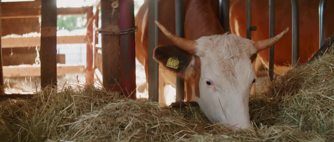 A cow eating dry hay through a metal fence inside a barn in the farm