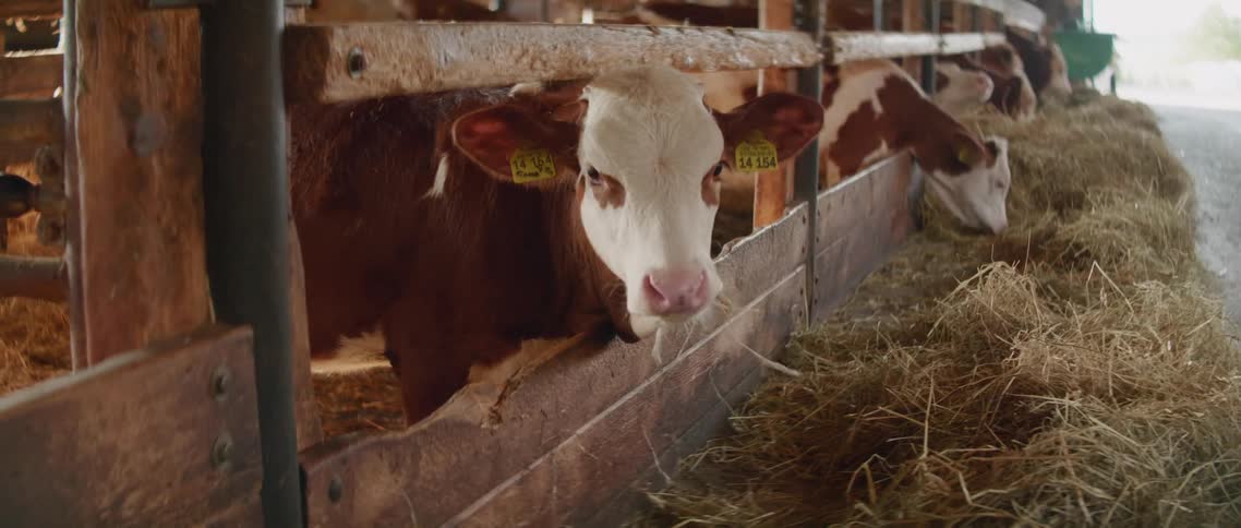 Cows in barn grazing on hay