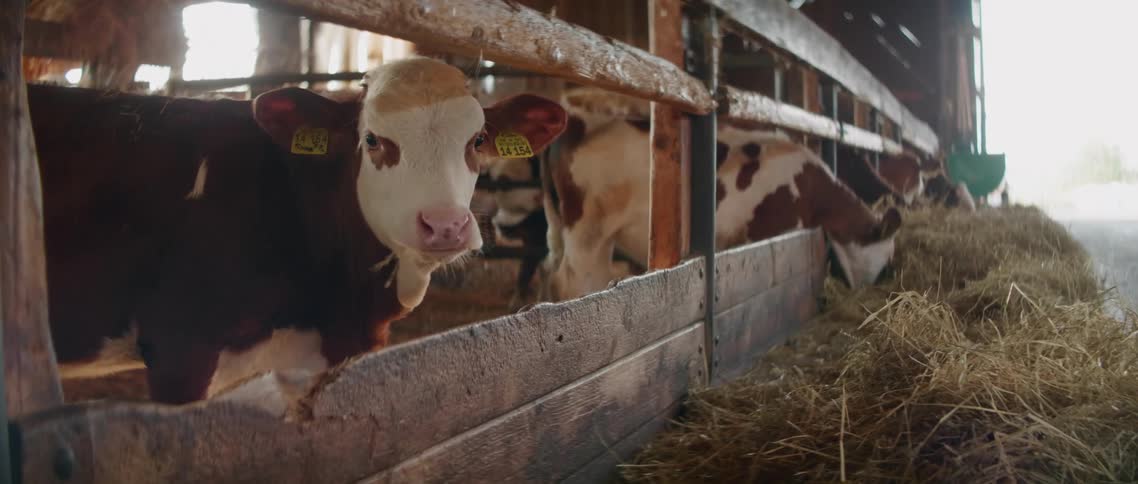 Cattle grazing in a pen on a farm