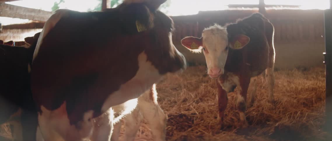 Cow and a young calf standing on the dry hay of a corral in a farm